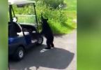 Bear steals beer golf cart